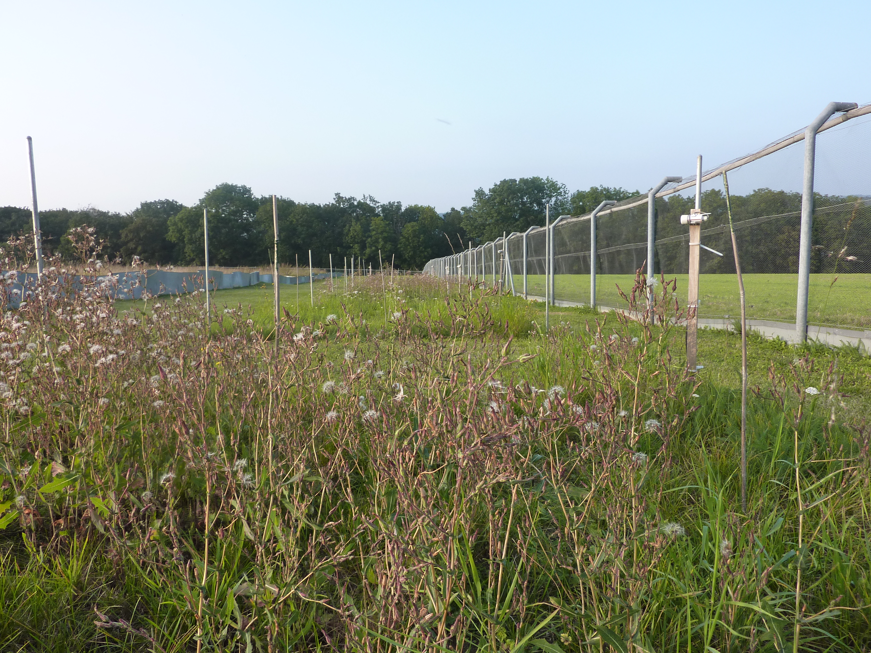 DroughtNet Jena 2021, Recovery (Photo: Christiane Roscher)