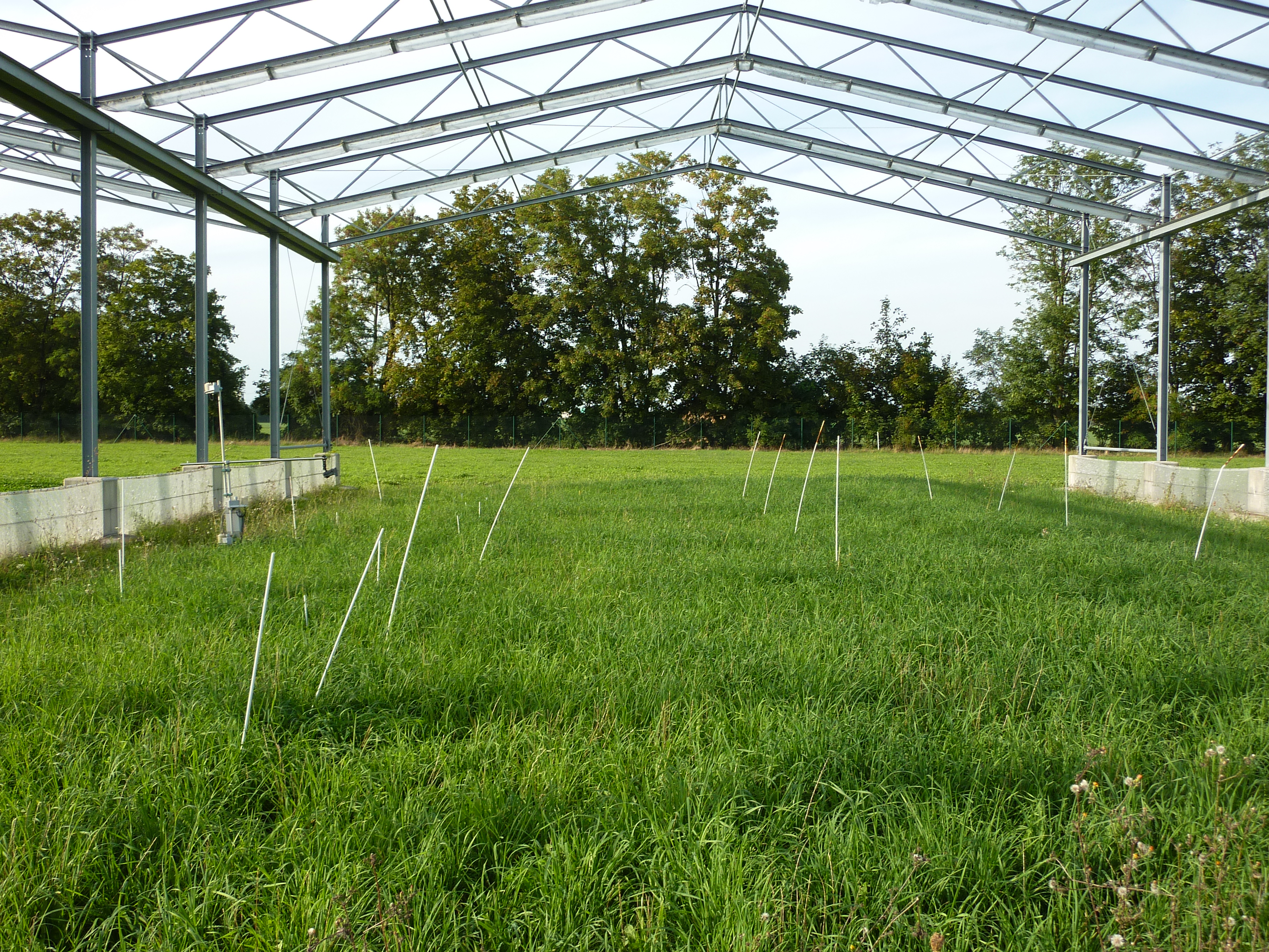 Intensively used grassland in the GCEF (Photo: Christiane Roscher)