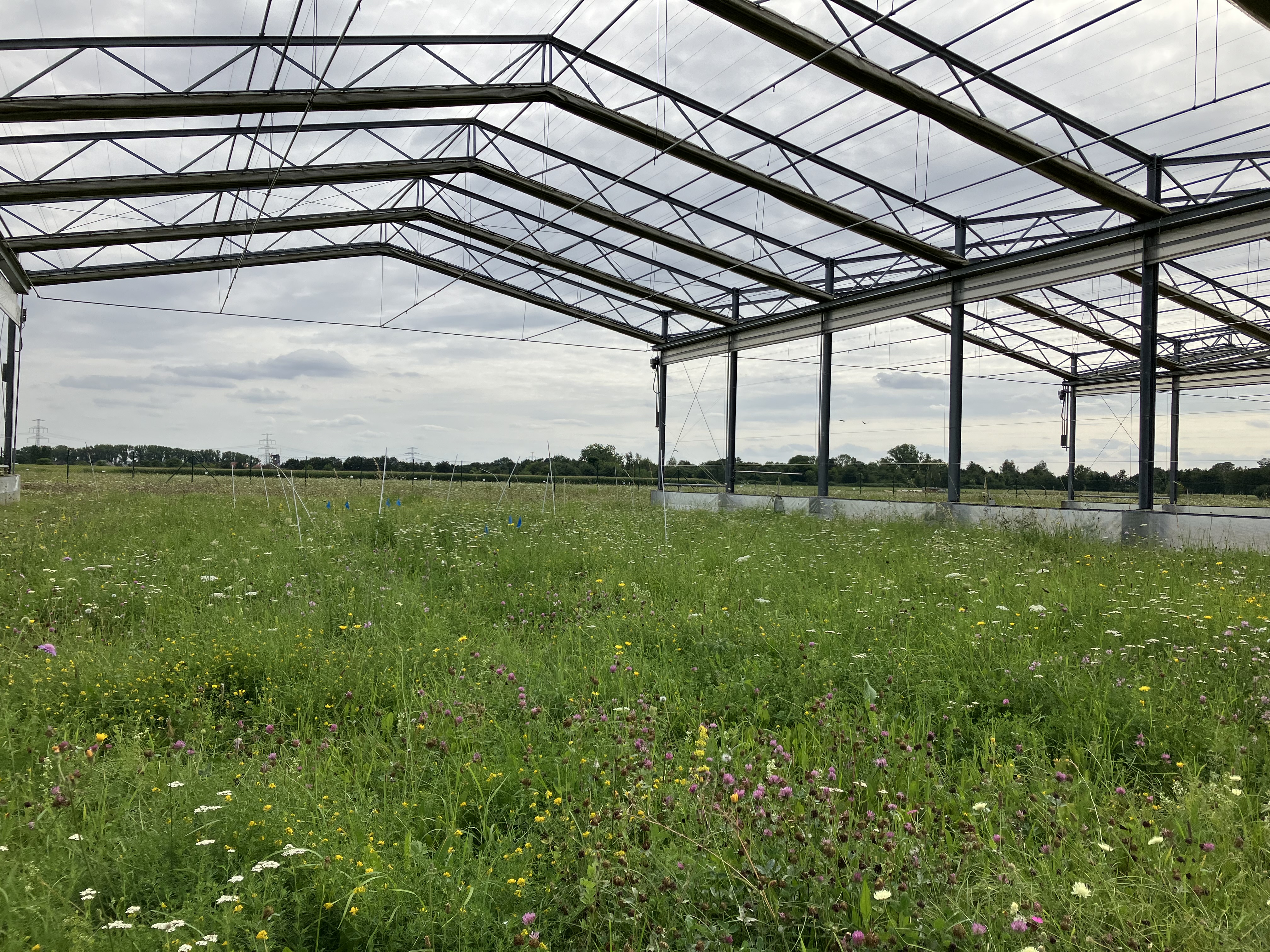 Extensively used grassland (mowing) in the GCEF (Photo: Christiane Roscher)