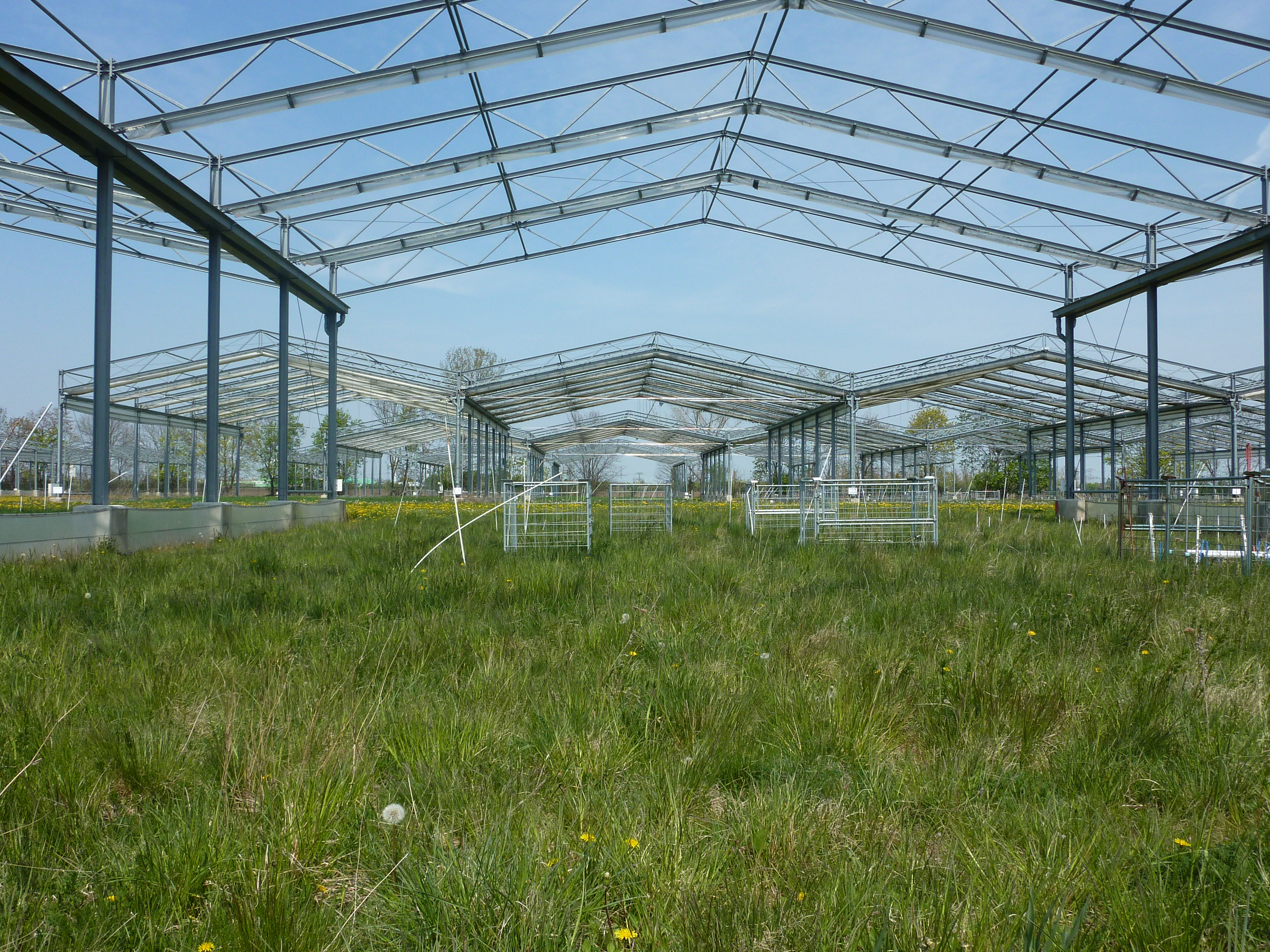 Extensively used grassland (grazing) in the GCEF (Photo: Christiane Roscher)