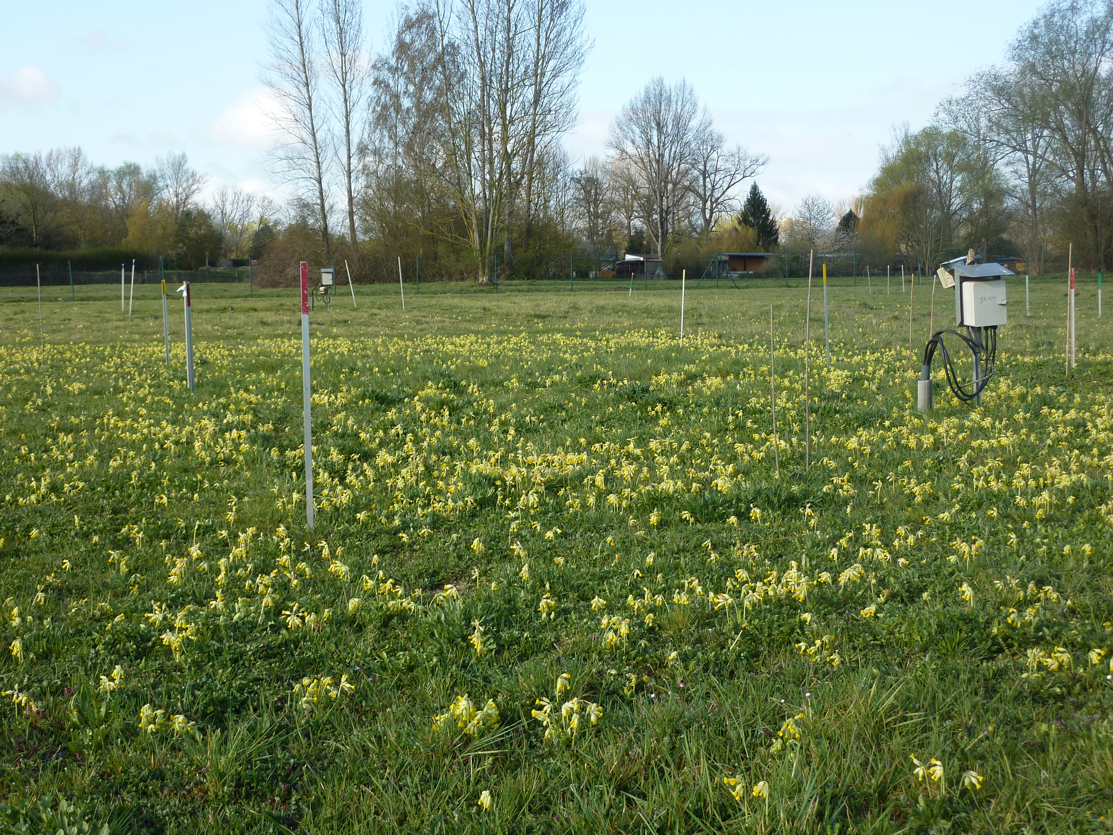 Field site Jena Experiment (Photo: Christiane Roscher)