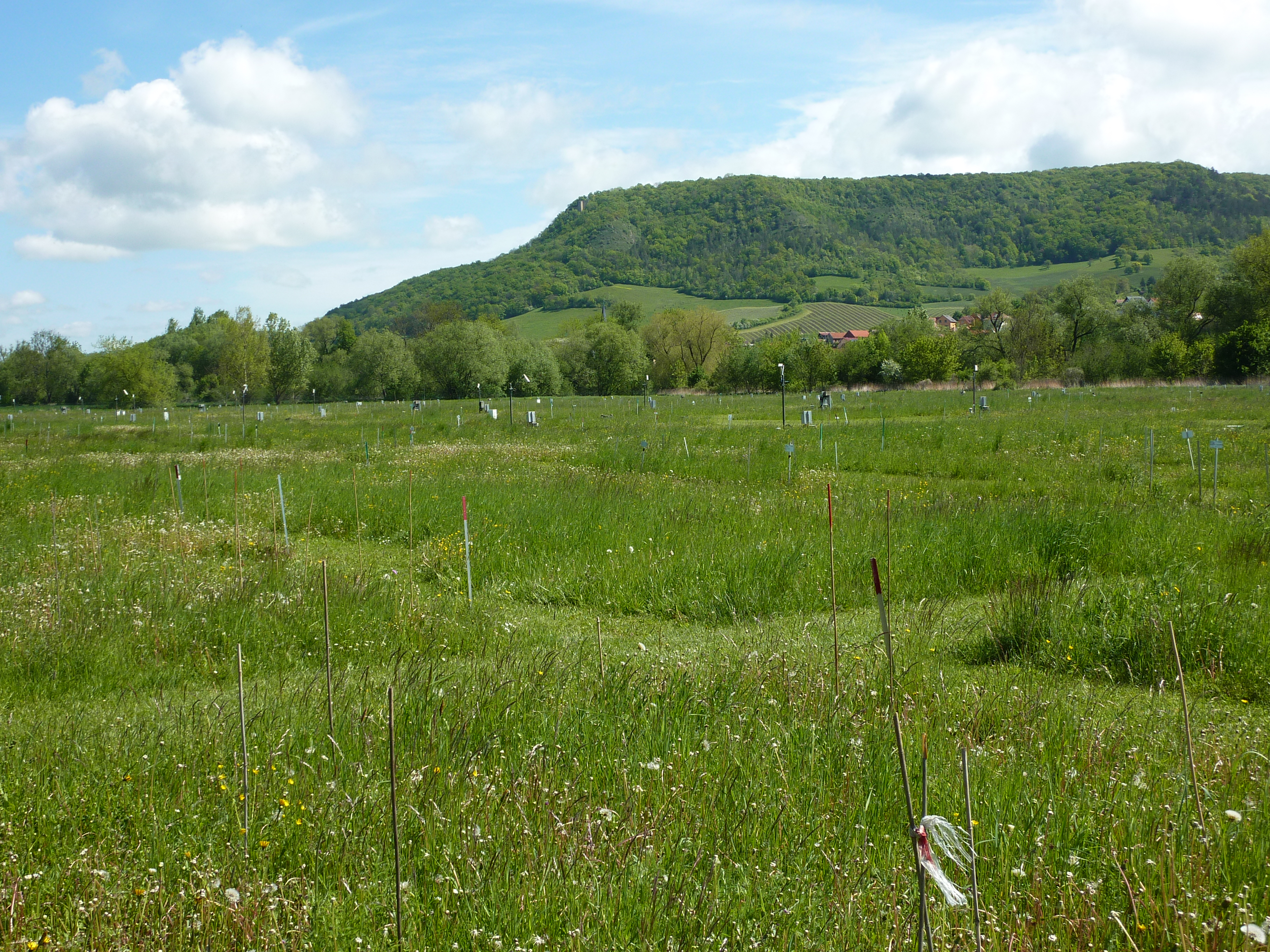 Field site Jena Experiment (Photo: Christiane Roscher)
