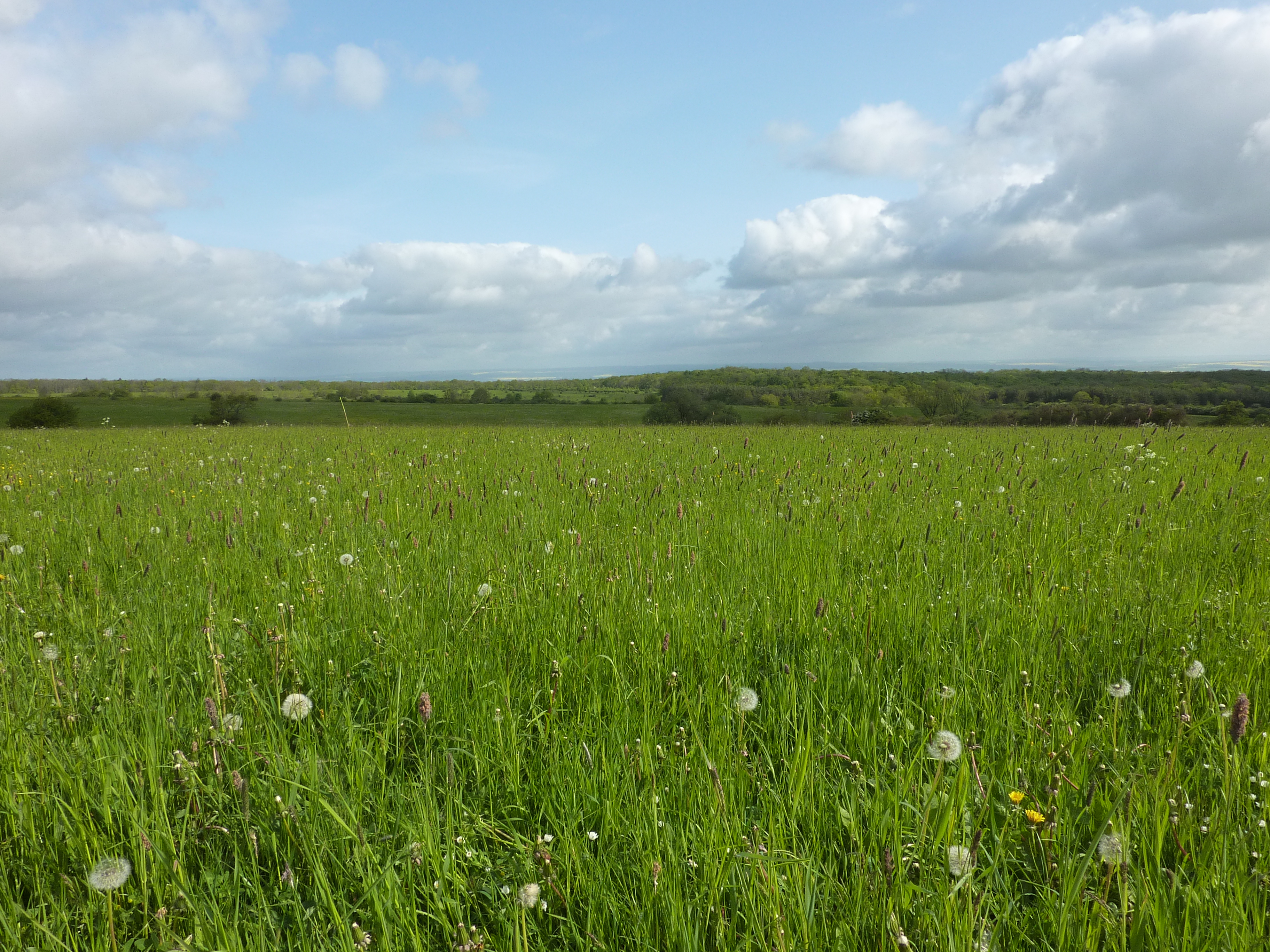 Grassland site of the Biodiversity Exploratories in the Hainich-D&uuml;n region, Germany (Photo: Christiane Roscher)