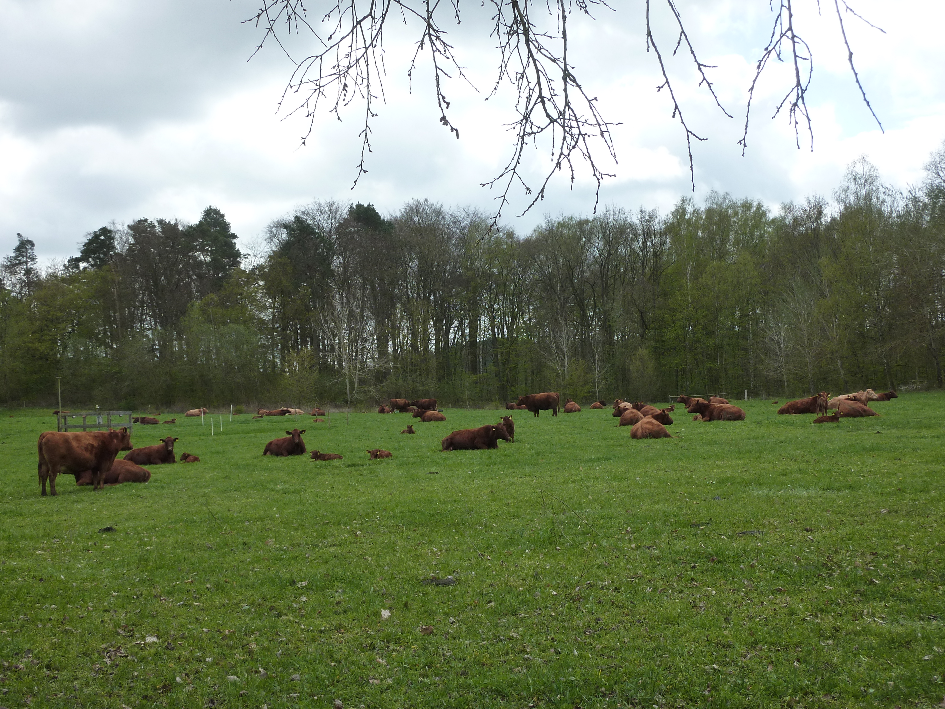 Grassland site of the Biodiversity Exploratories in the Schorfheide-Chorin region, Germany (Photo: Christiane Roscher)