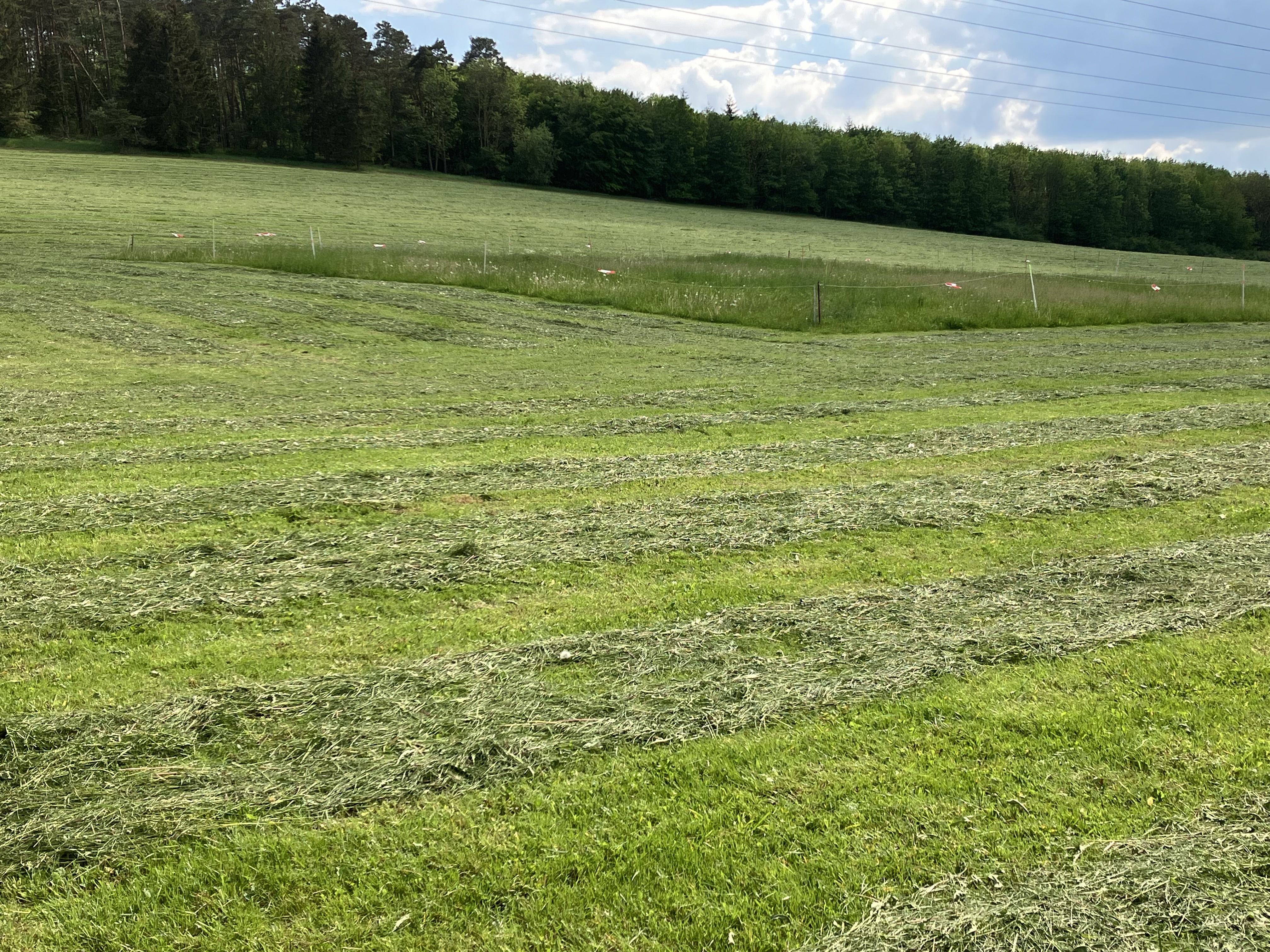 Grassland land-use experiment of the Biodiversity Exploratories (Photo: Christiane Roscher)