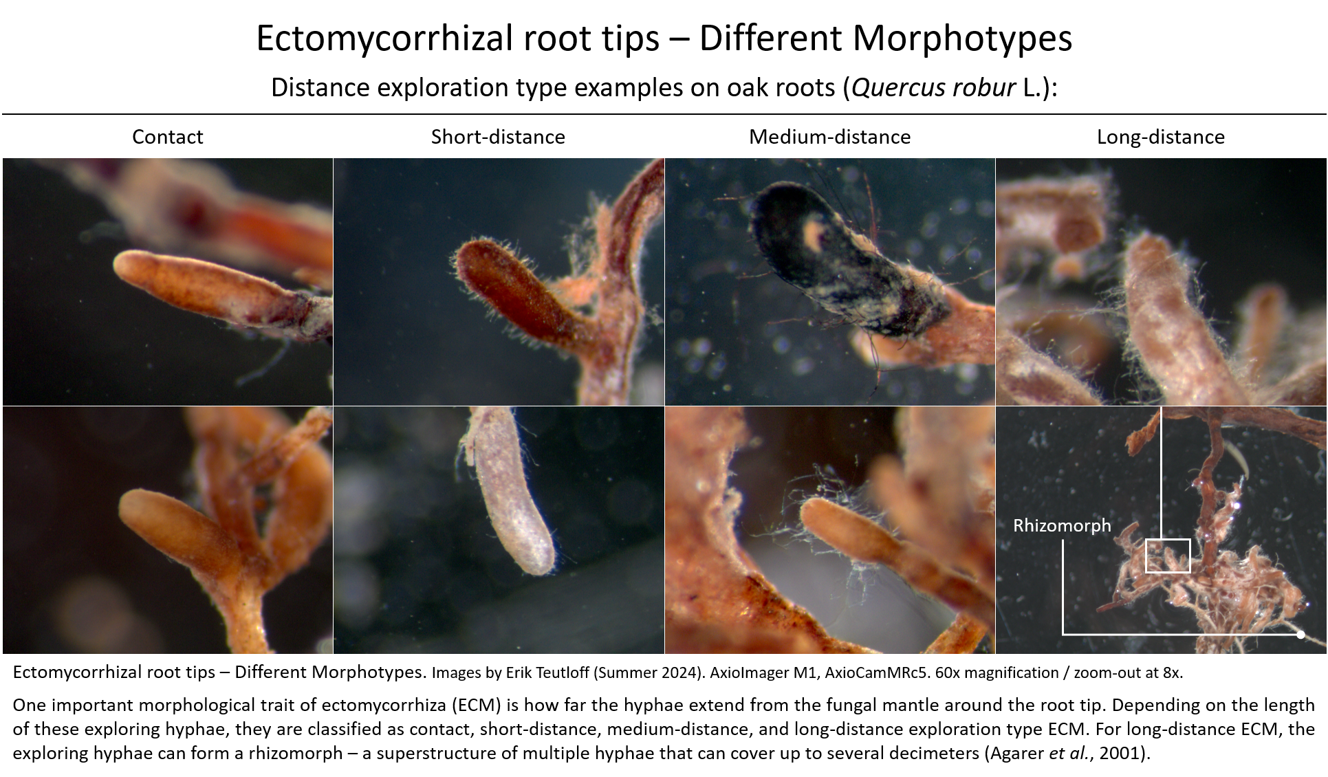 Ectomycorrhizal root tips on oak - Morphotypes with different distance exploration types