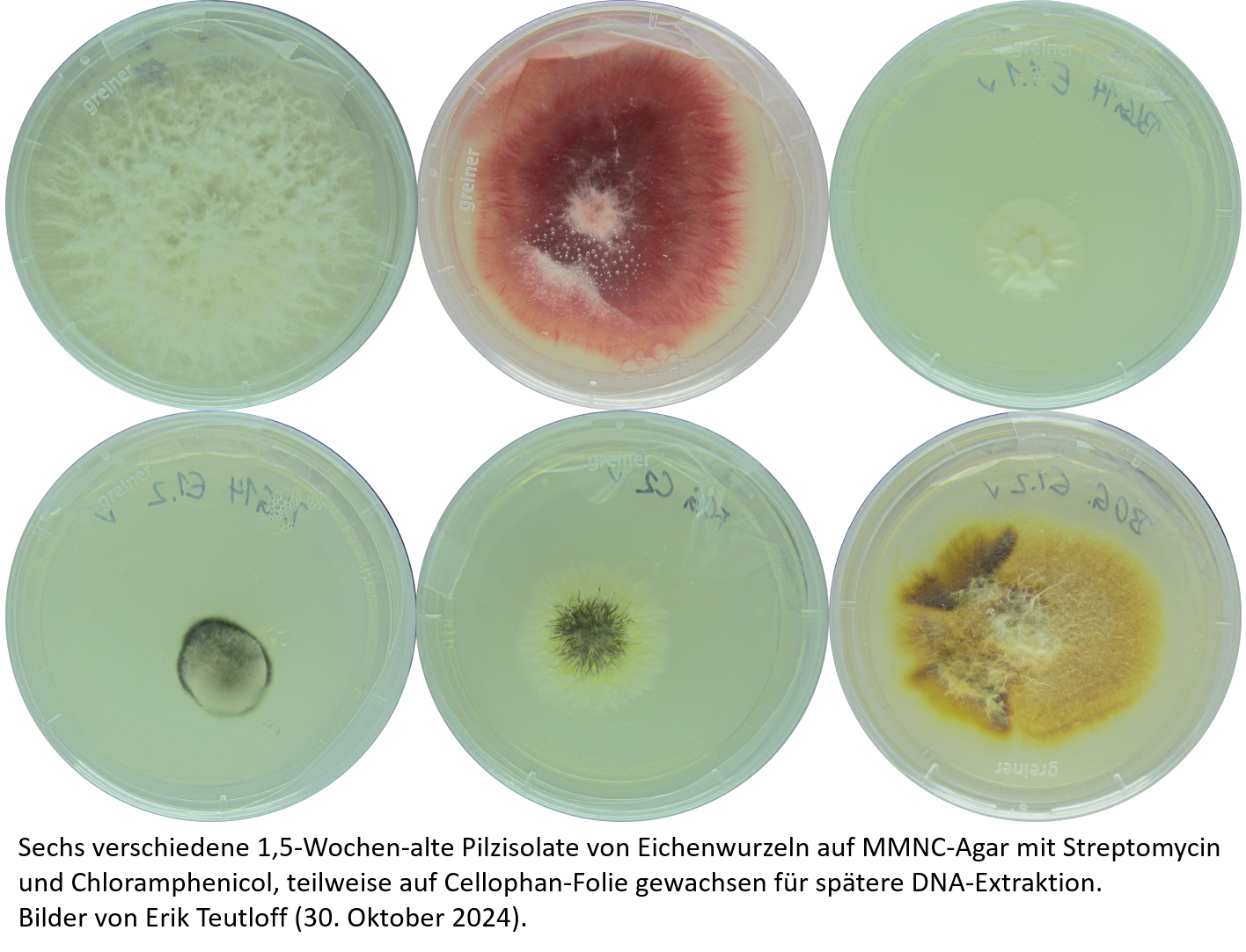 Sechs Pilzisolate aus der Biliothek von pilzlichen Wurzelendophyeten und ECM Pilzen der Kloneichenwurzeln