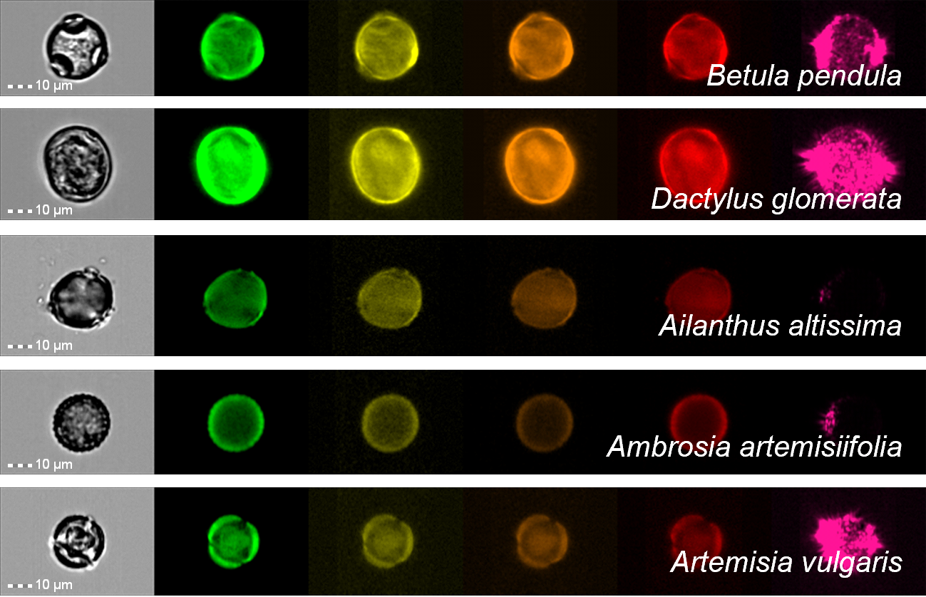 Multispectral microscopic pollen images