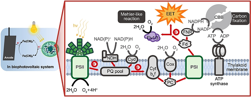 Biophotovoltaic_system