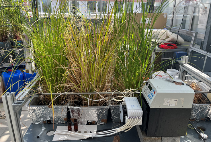 Green roof model system with Carex acutiformis growing on woven polyether sulfone mats, receiving synthetic gray water containing common gray water contaminants. Dissolved oxygen is controlled by bubbleless injection through silicon tubings