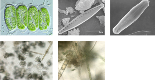 Algae&Biofilms