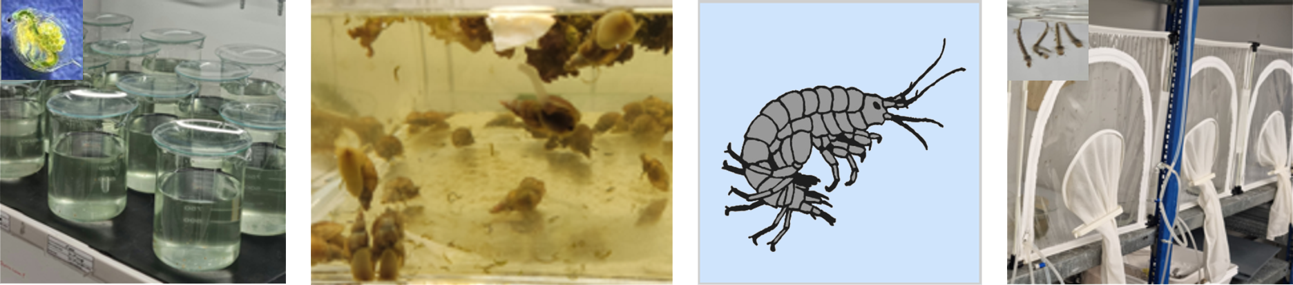 Invertebrates collection