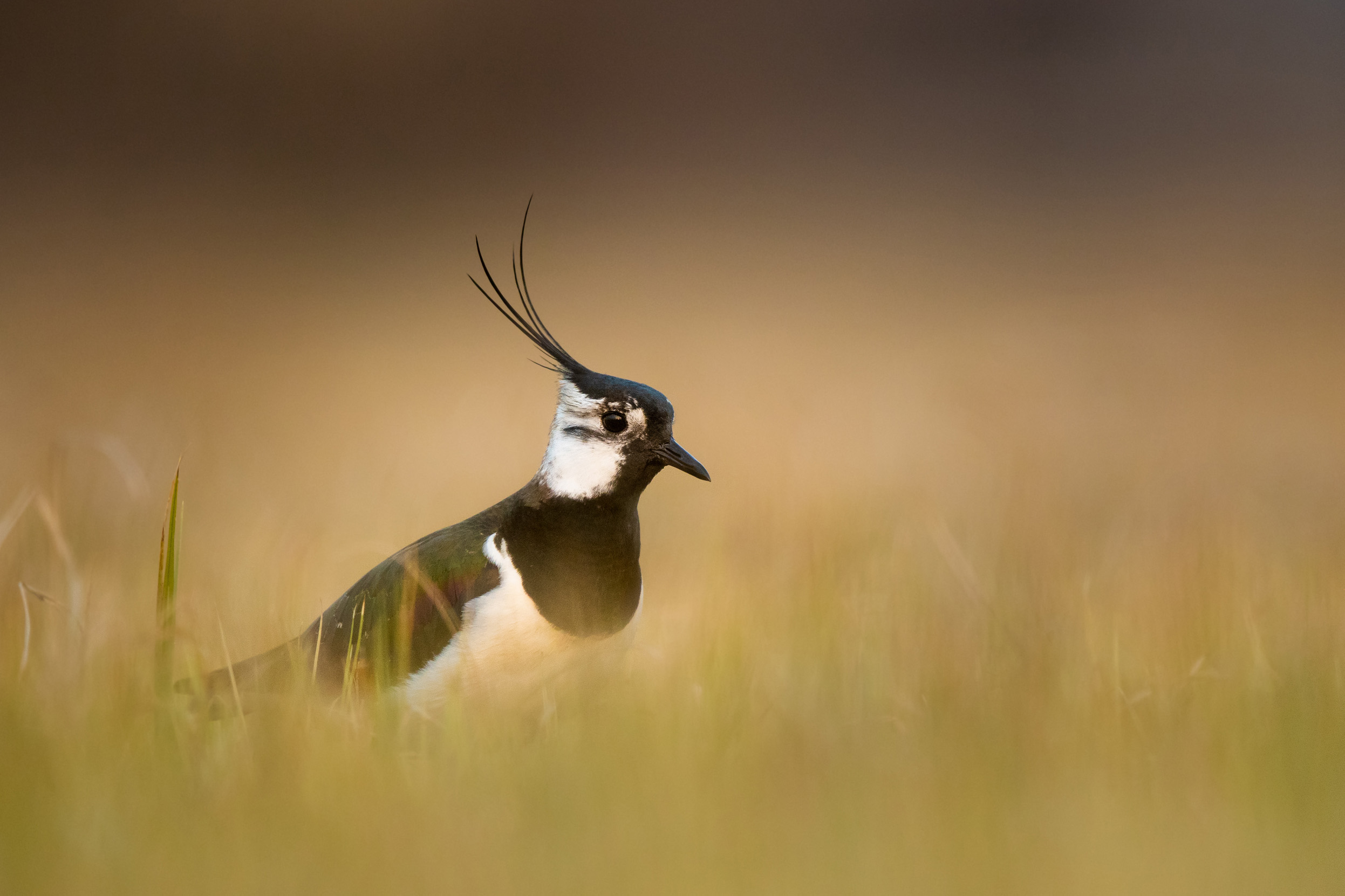 A northern lapwing (Vanellus vanellus) in a crop field