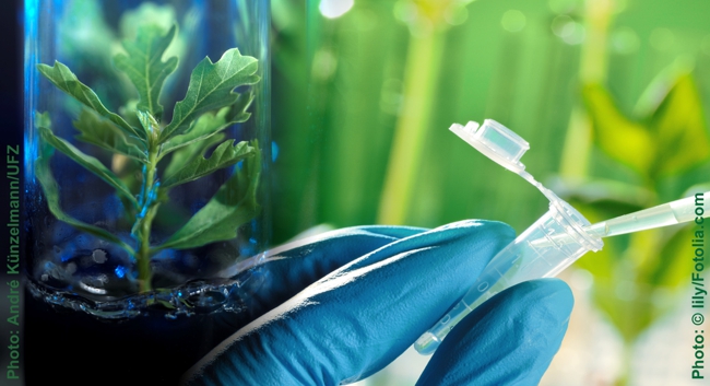 Oaks in Tubes. Photo: Andr&eacute; K&uuml;nzelmann/UFZ and Photo: &copy; lily/Fotolia.com