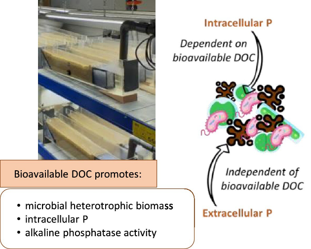 Bioavailable Dissolved Organic Carbon Serves as a Key Regulator of Phosphorus Dynamics in Stream Biofilms