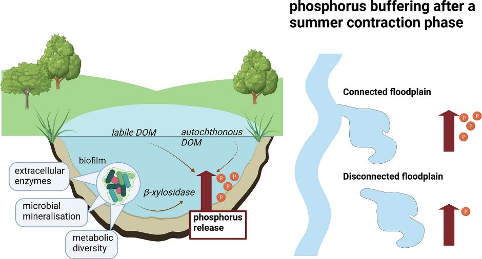 Dissolved organic matter quality, hydrological connectivity and microbial activity shape phosphorus buffering in river-floodplain systems