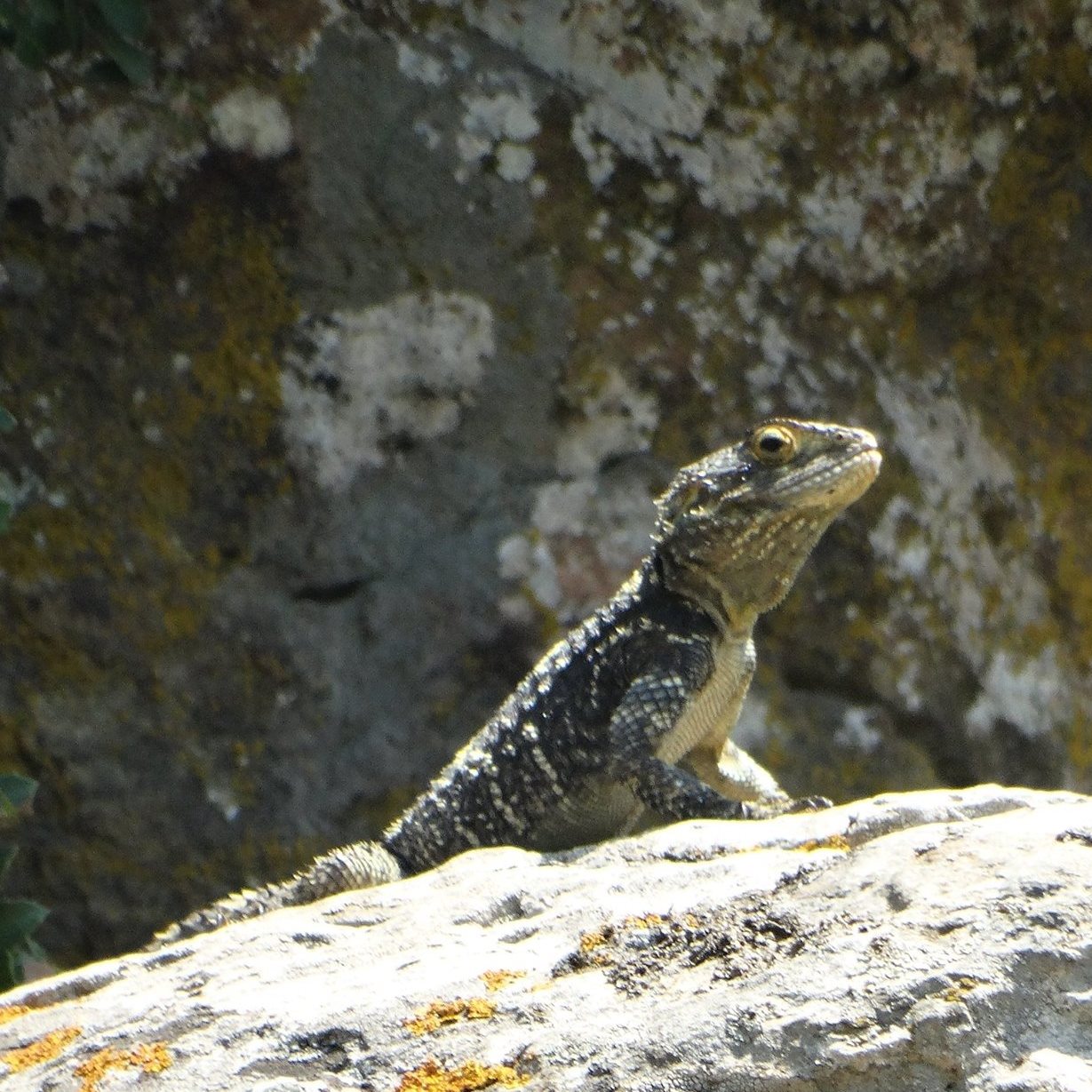 A starred agama or roughtail rock agama (Laudakia stellio) in Greece.