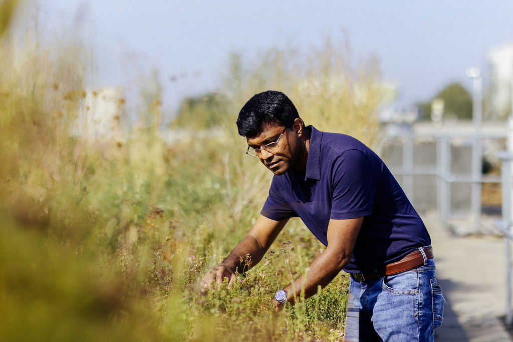 A man is standing in a field trial, observing the plants. Photo: Anne Schwerin