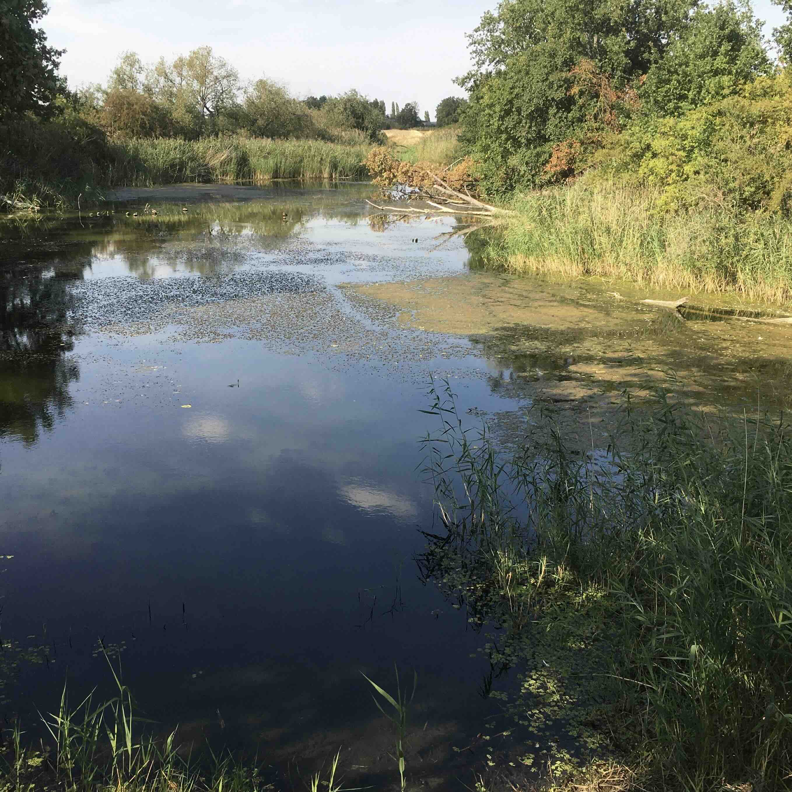 Lieschenkolk