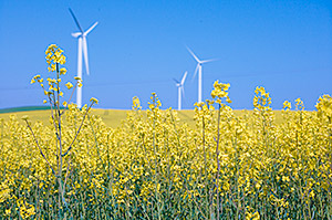 Raumwirksamkeit der Energiewende: Rapsfeld_Windkraftr&auml;der; Foto: Andr&eacute; K&uuml;nzelmann/UFZ