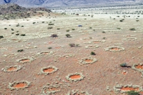 Fairy Circles