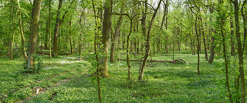 Floodplain forest. Photo: Andr&eacute; K&uuml;nzelmann/UFZ