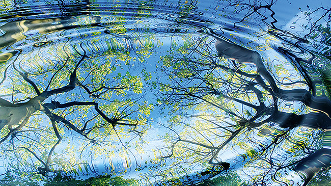 Wasserspiegelung und B&auml;ume. Quelle: jarma - Fotolia