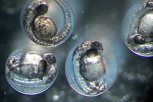 Chemicals in fish eggs. Photo: Andr&eacute; K&uuml;nzelmann/UFZ