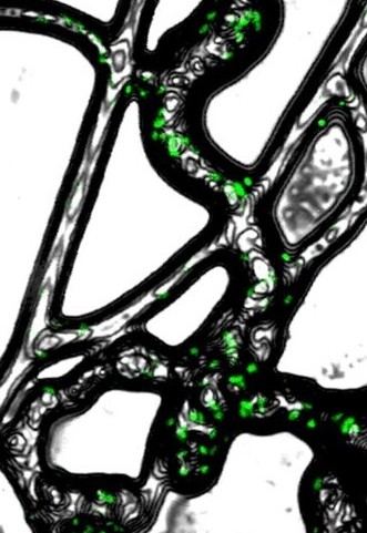 Bioverf&uuml;gbarkeit