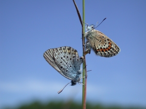 Gei&szlig;klee-Bl&auml;uling (Plebejus argus); Foto: Steffen Caspari