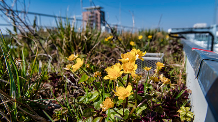 Infrastruktur Forschungsgründach. Foto: André Künzelmann / UFZ