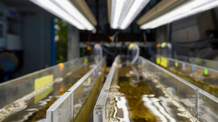 Fließwasserlabor MOBICOS. Foto: André Künzelmann / UFZ